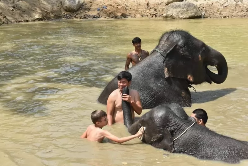 Half Day Elephants care by Kerchor