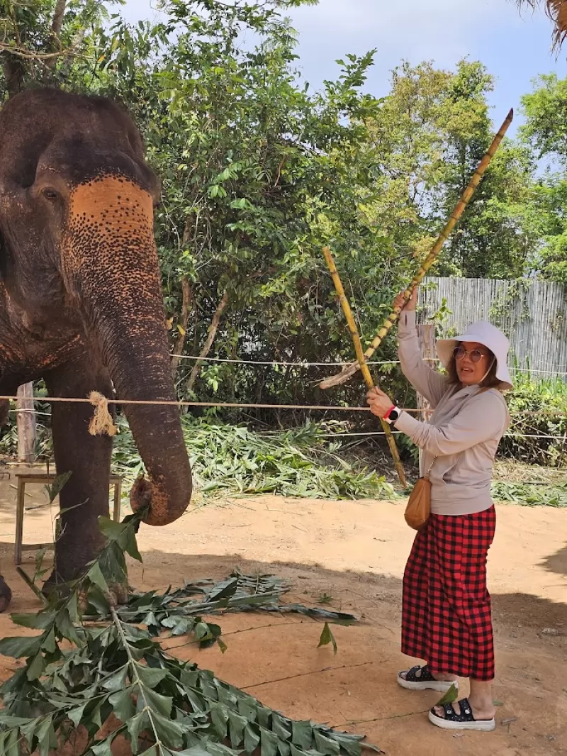 Feed Elephant by PECS